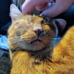 Riley, a ginger kitty, is enjoying head scritches