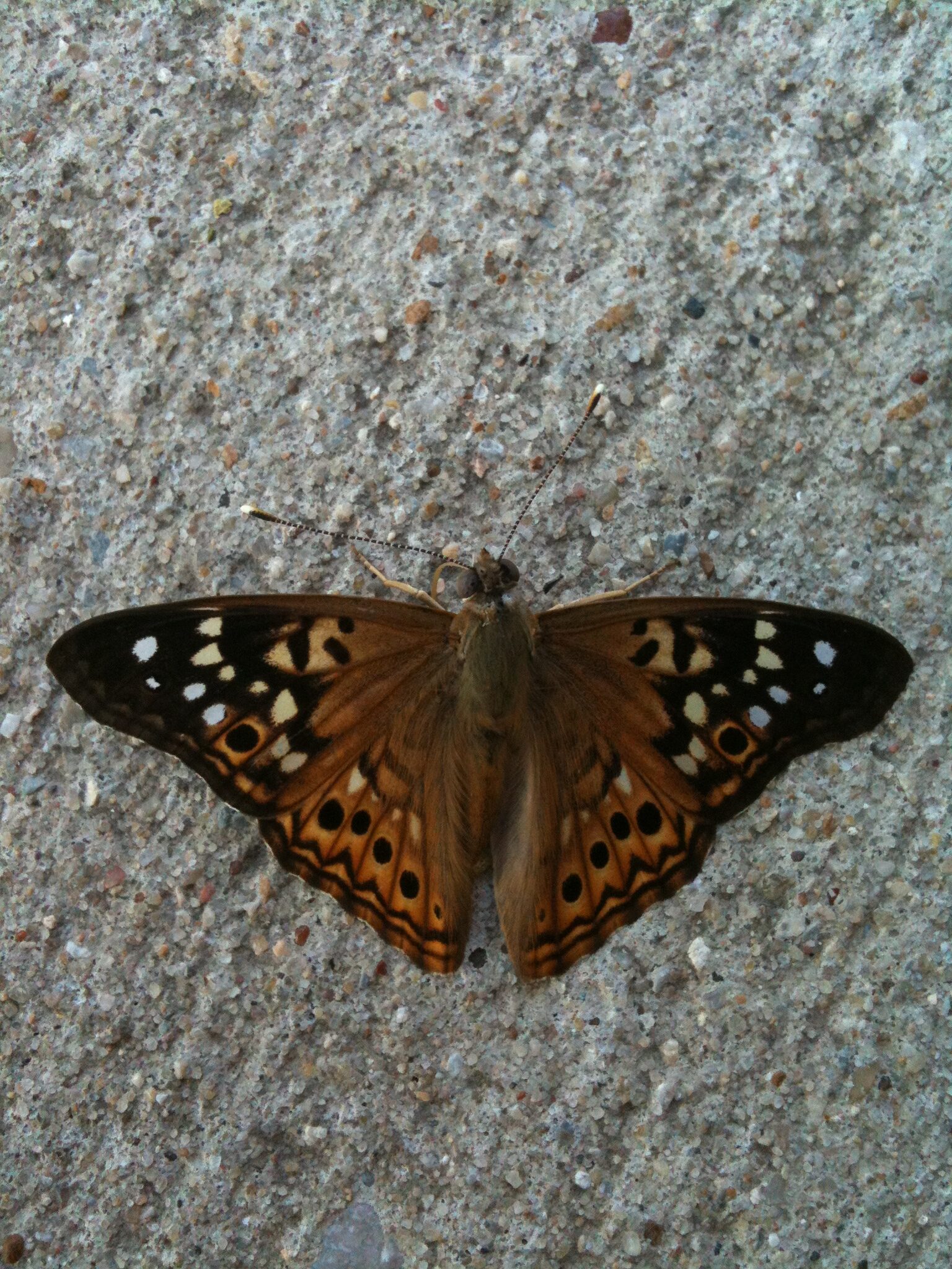 A picture of a butterfly or moth of some type on a stone.